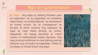 ano ang kahulugan ng taiga